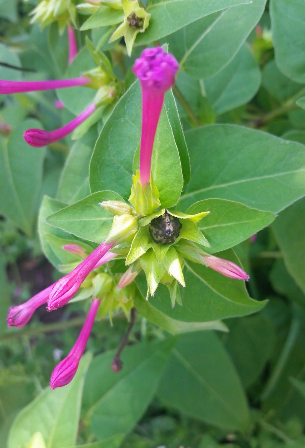 Bella di notte?  S,  Mirabilis jalapa (Nyctaginaceae)